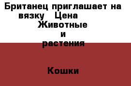 Британец приглашает на вязку › Цена ­ 300 -  Животные и растения » Кошки   